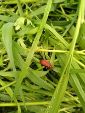 Cardinal rouge, Pyrochroa serraticornis