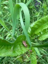 Punaise, Corée marginée, Coreus marginatus