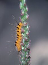 Chenille d