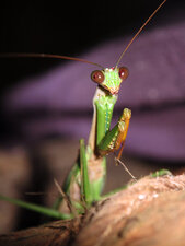 Mante (famille des Mantidae)
