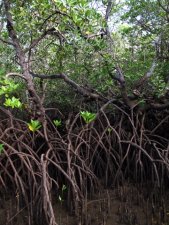 Un bout de Mangrove