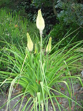 jardin exotique