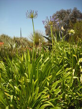 Agapanthe