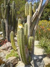 Céreus forbesii