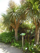 Cordyline australis