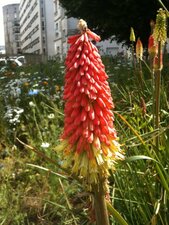 Kniphofia (à vos souhaits !)