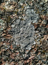 Lichen