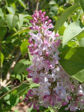 Lilas