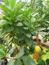 Limone citrus