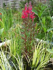 Lobelia speciosa