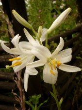 Lys blanc à longues fleurs