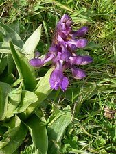 Orchis mâle