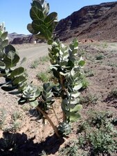 Pommier de sodome/calotropis procera