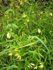Mélampyre des prés.