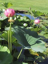 Lotus