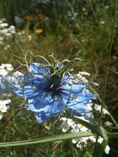 Fleur de nigelle