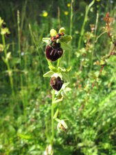 Ophrys araignée