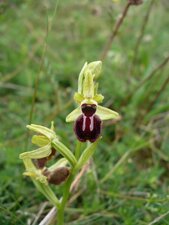 Ophrys araignée