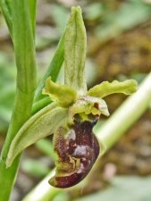 Ophrys (orchidée)