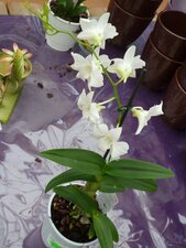 Orchidée Phalaenopsis