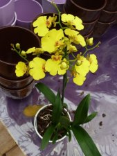 Orchidée oncidium sphacelatum