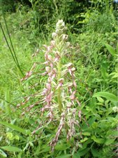 Orchis bouc - Himantoglossum hircinum