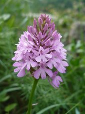 Orchis pyramidal