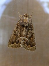 Noctuelle du potager (sous réserve)