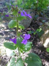 Monnaie du pape (lunaria annua)