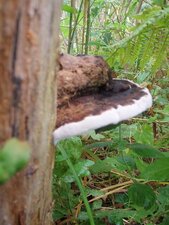 Champignon
