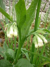 Consoude officinale