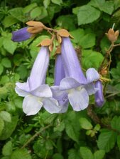 Fleurs de paulownia