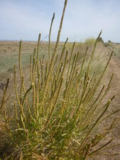 Plantain maritime (sous réserve)