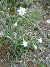 Narcisse douteux