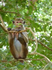 Macaque à toque - Macaca sinica