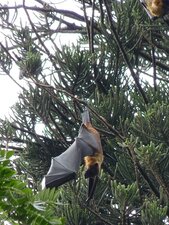 Chauve souris géante