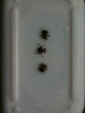 Hippoboscidae