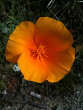 Pavot de Californie