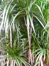 Dracaena