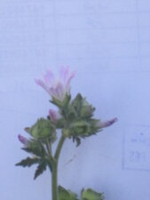 Mauve sp. ?