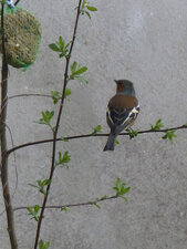 Pinson des arbres male