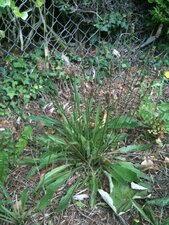 Plantain
