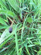 Plantain
