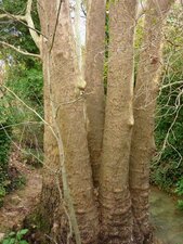Platane étonnant