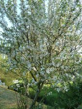 Pommier sauvage en fleur.