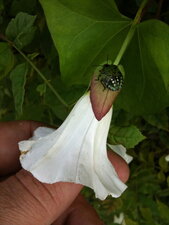 Punaise sur fleur de liseron