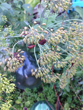Punaise Arlequin, Graphosoma italicum