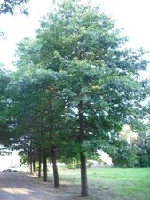 Quercus palustris