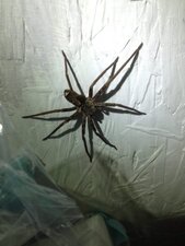 espèce non identifiée
