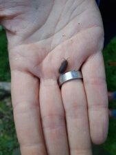 Cloporte, oniscidae